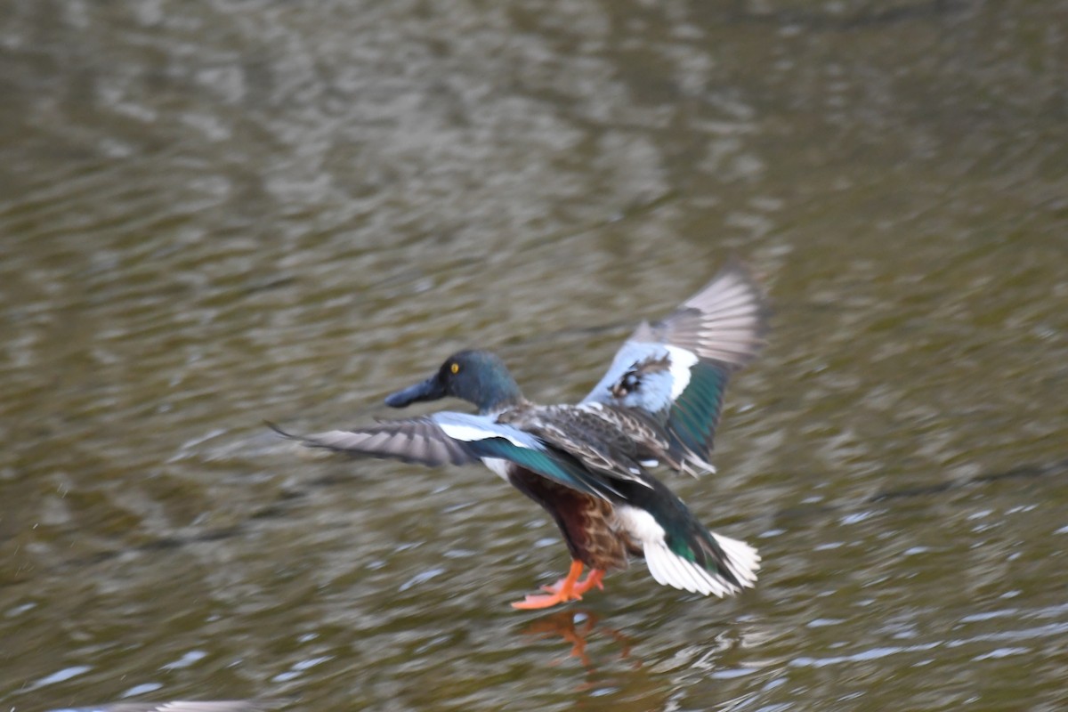 琵嘴鴨 - ML645882254