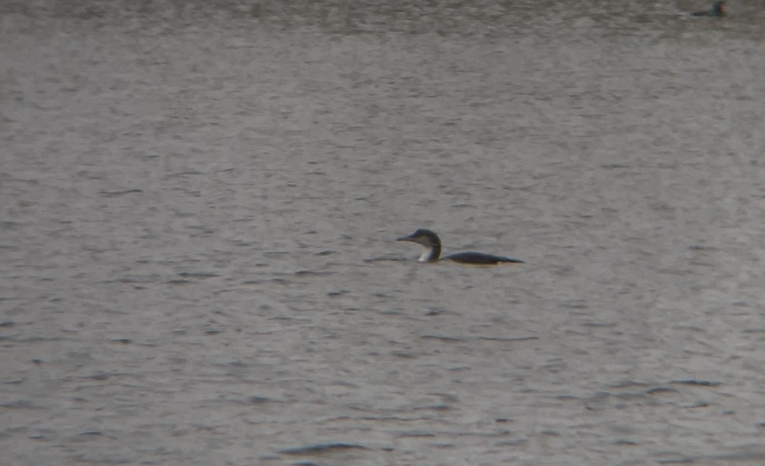 Arctic Loon - ML645882265
