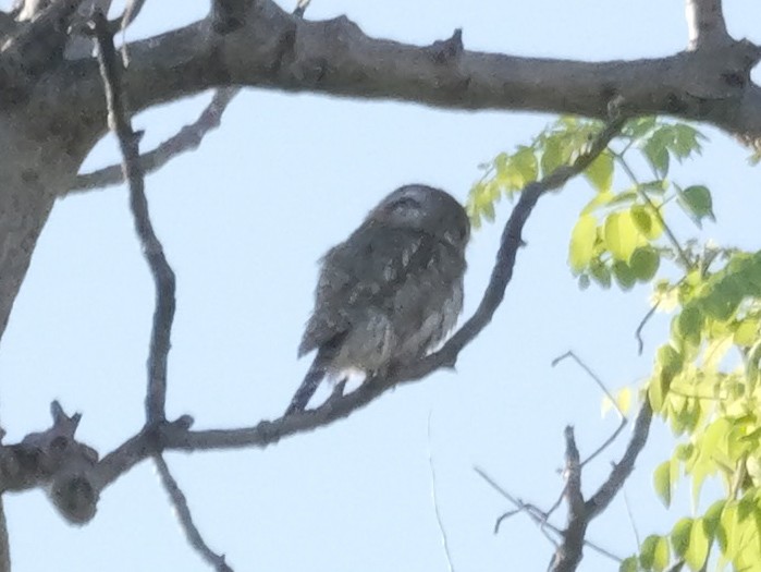 Pearl-spotted Owlet - ML645882268