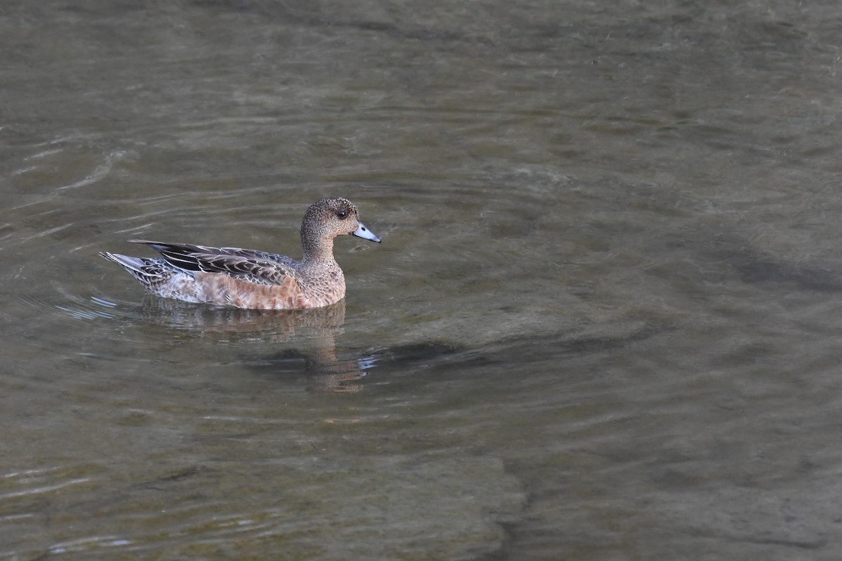 赤頸鴨 - ML645882269