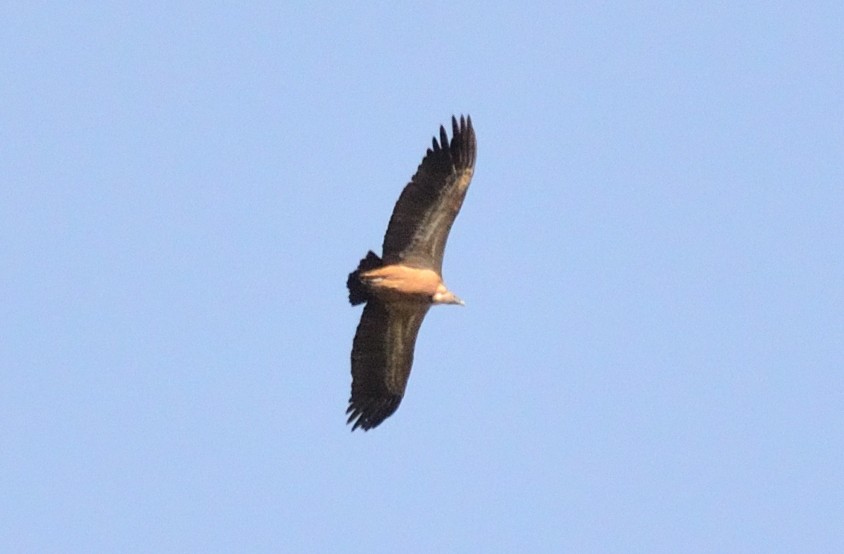 Eurasian Griffon - ML645882270