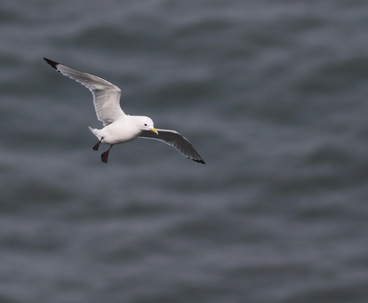 Kara Ayaklı Martı - ML645882345