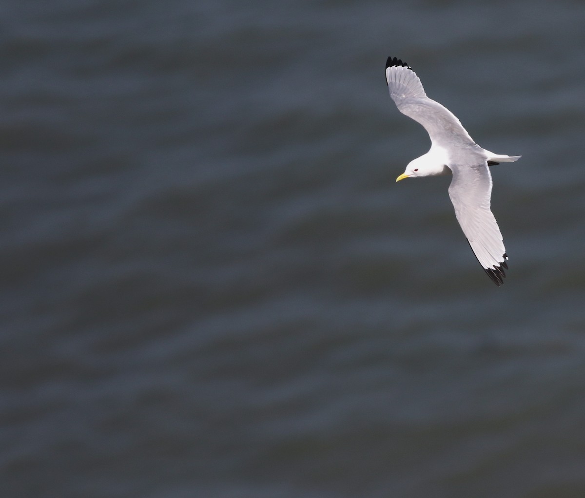 Kara Ayaklı Martı - ML645882346