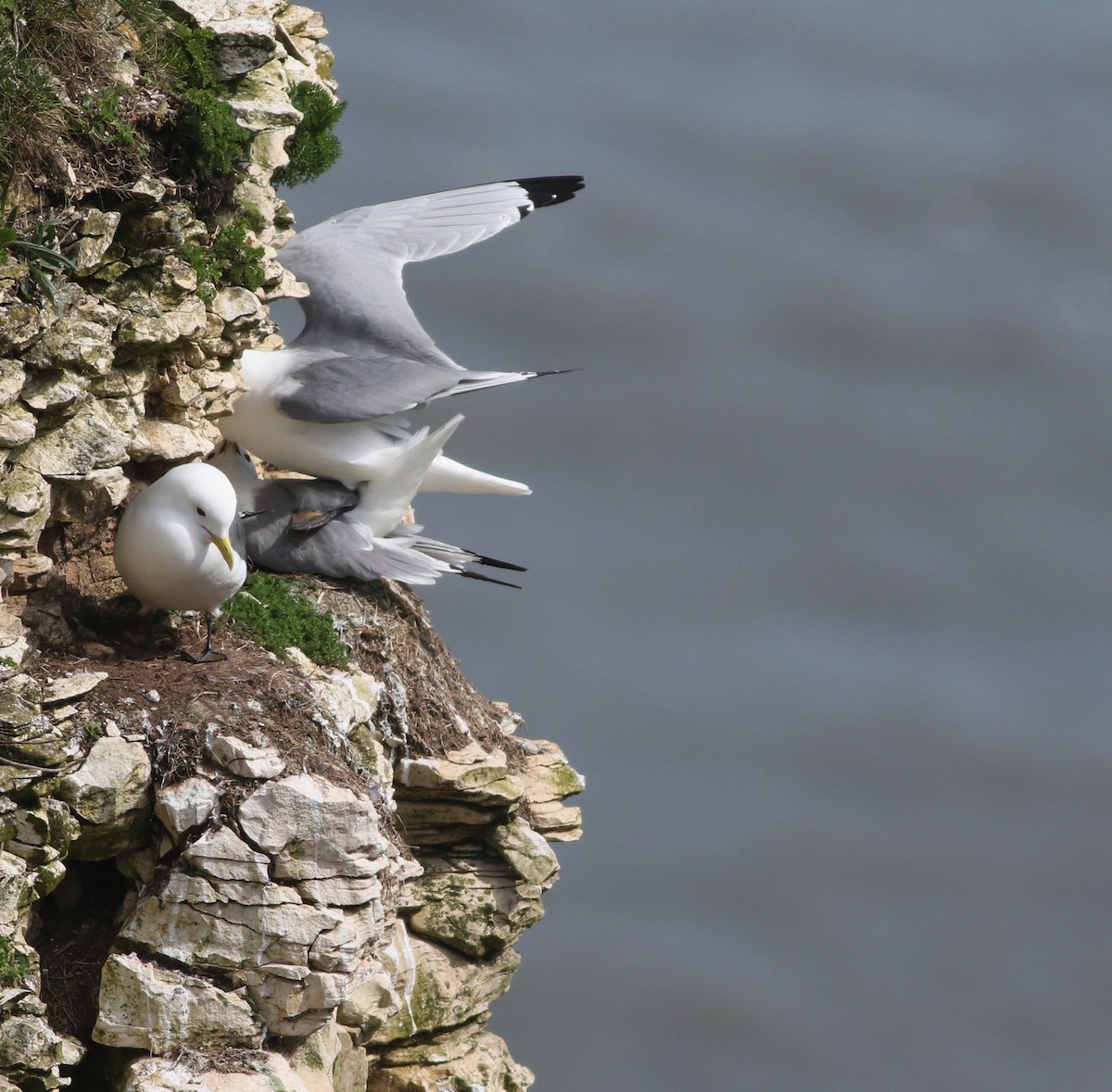 Kara Ayaklı Martı - ML645882347