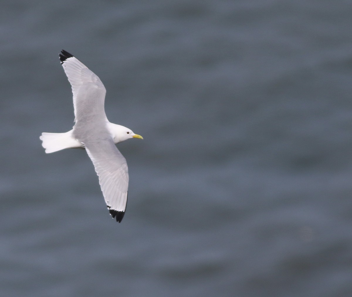 Kara Ayaklı Martı - ML645882348