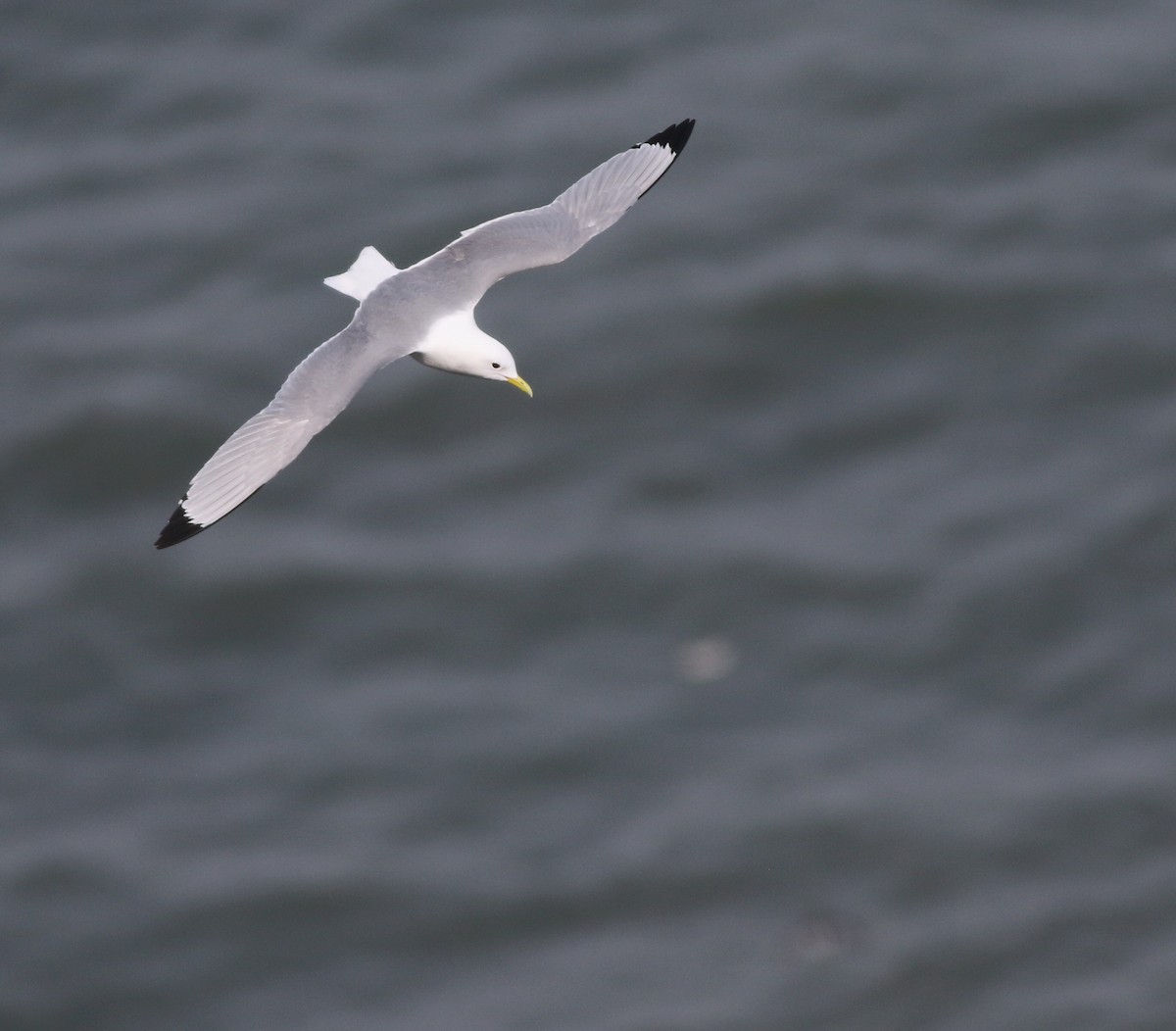 Kara Ayaklı Martı - ML645882349