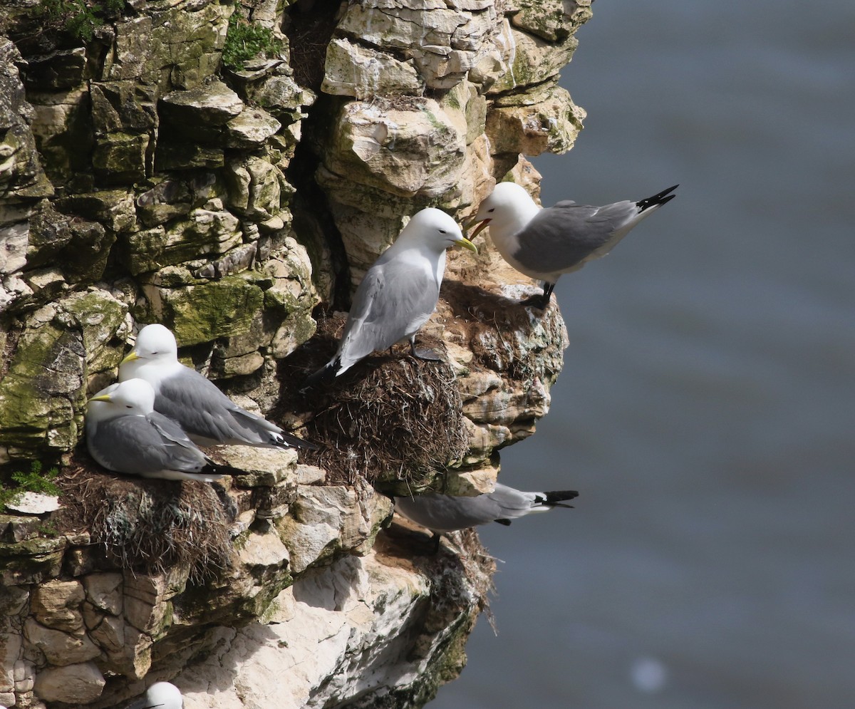 Kara Ayaklı Martı - ML645882350