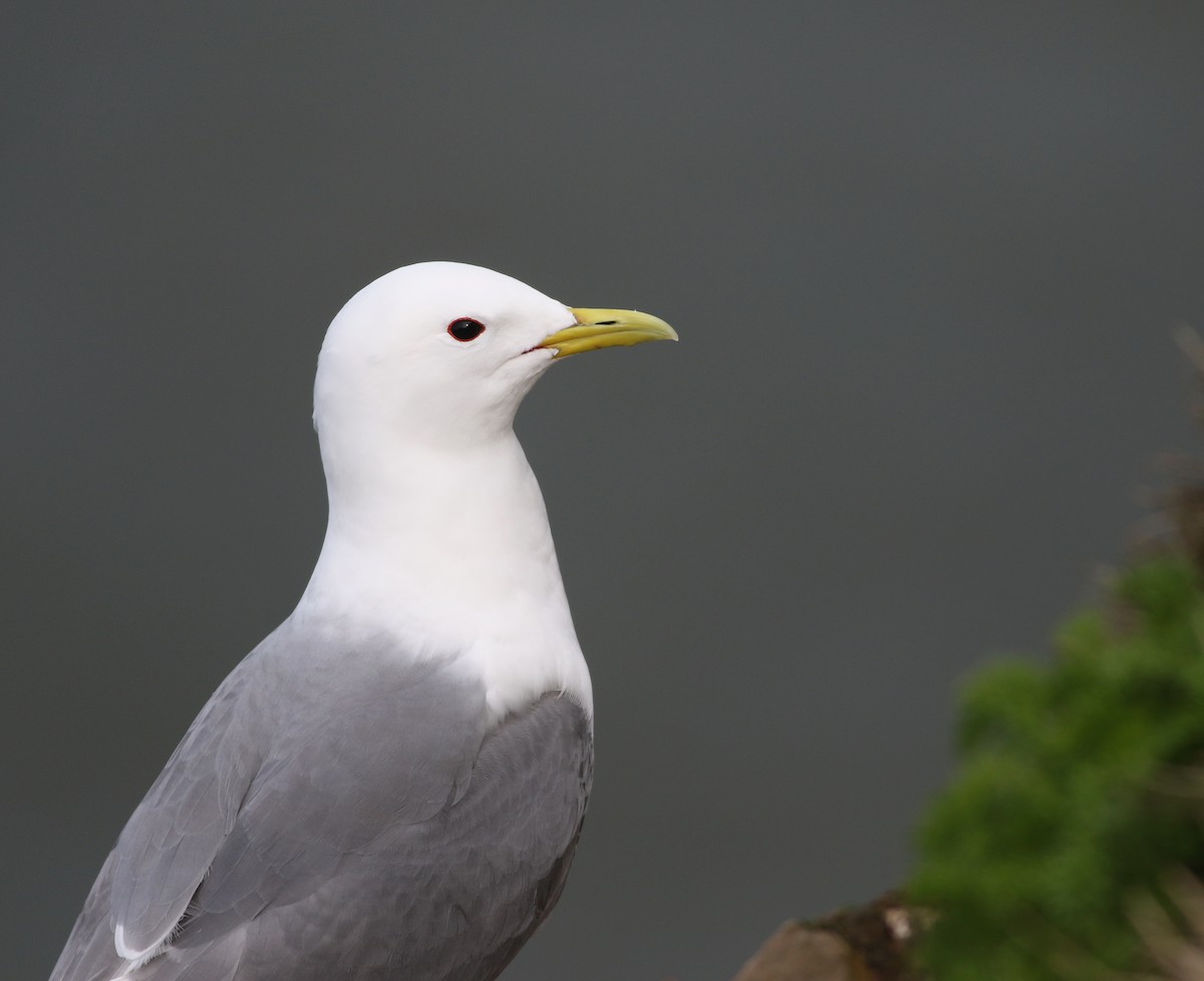 Kara Ayaklı Martı - ML645882351