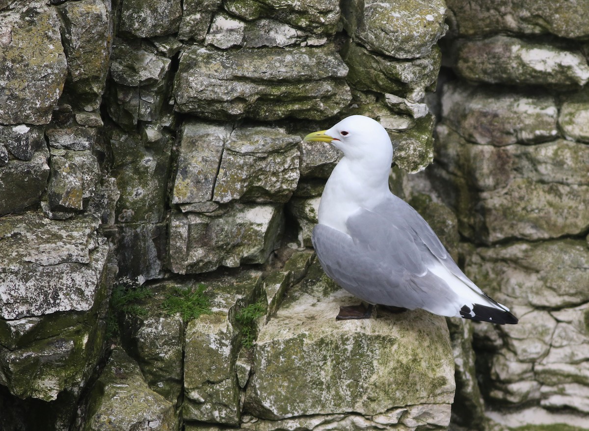 Kara Ayaklı Martı - ML645882352