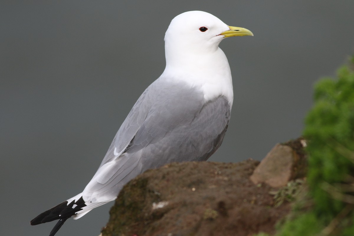 Kara Ayaklı Martı - ML645882353