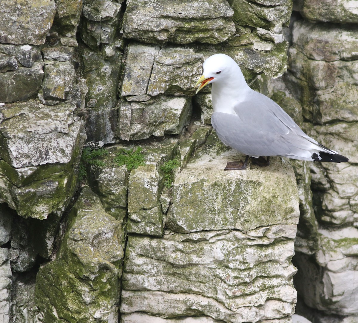 Kara Ayaklı Martı - ML645882354