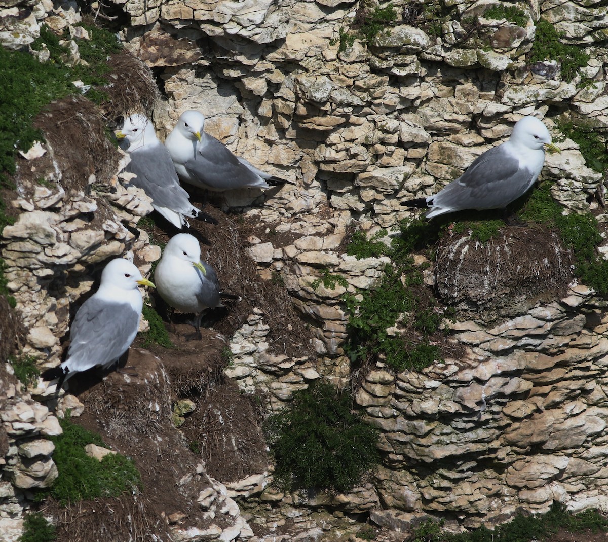 Kara Ayaklı Martı - ML645882355