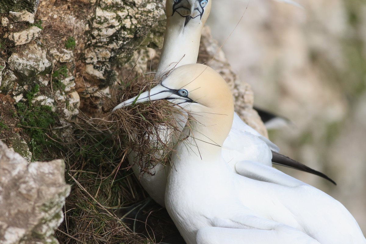 Northern Gannet - ML645882396