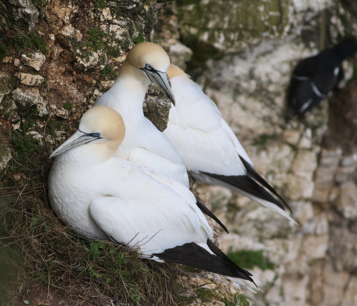 Northern Gannet - ML645882397