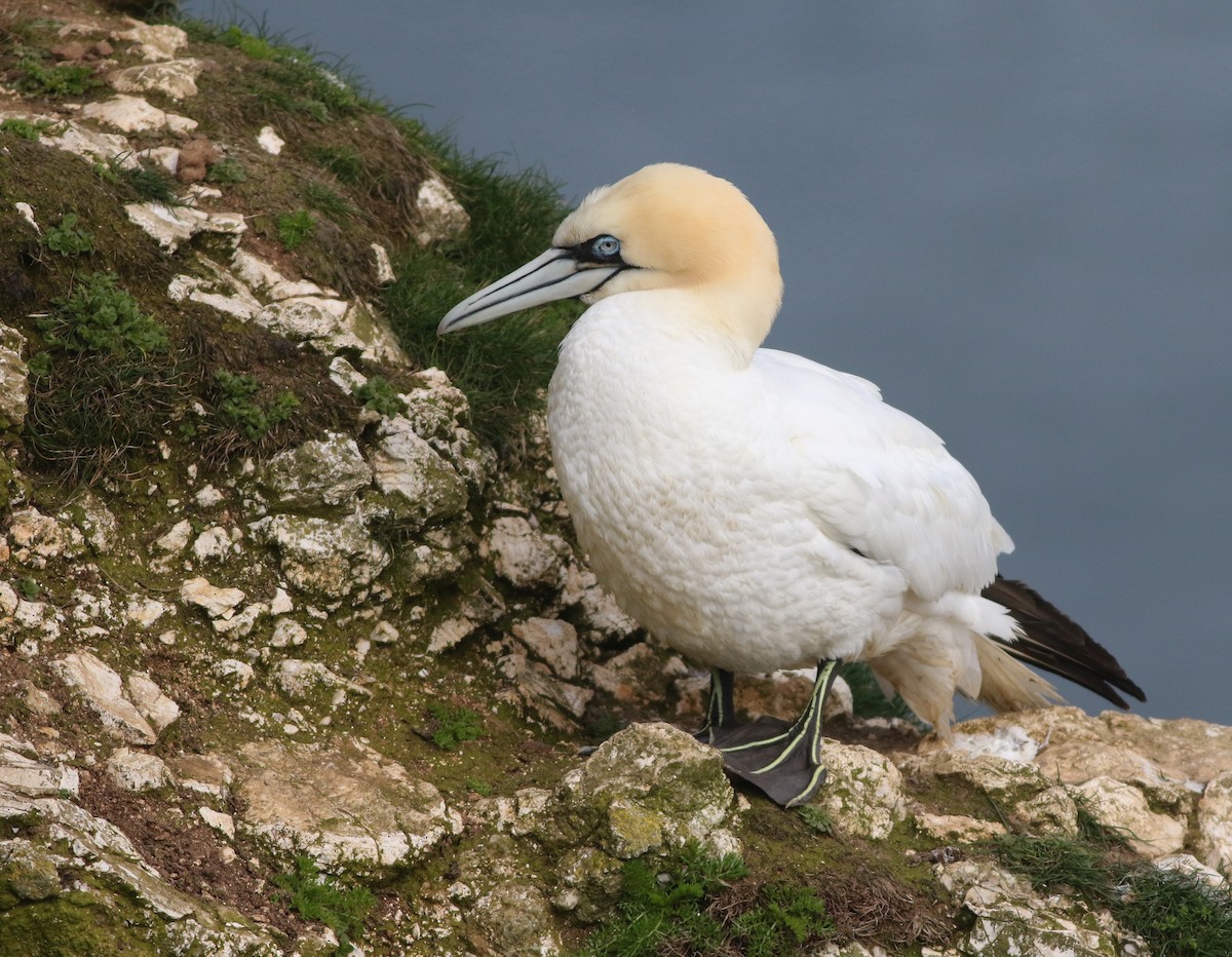 Northern Gannet - ML645882398