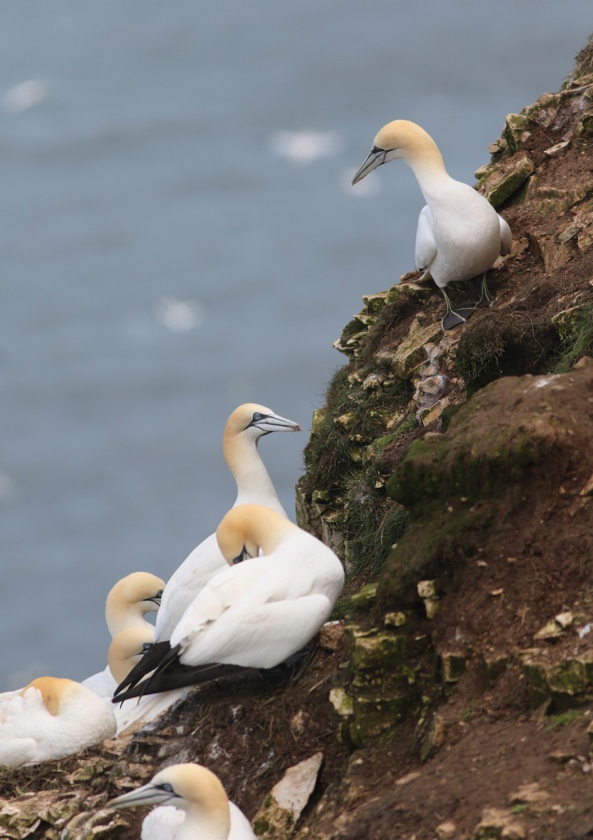 Northern Gannet - ML645882399