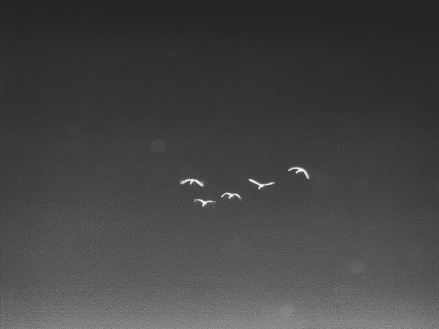 Whooper Swan - ML645882444