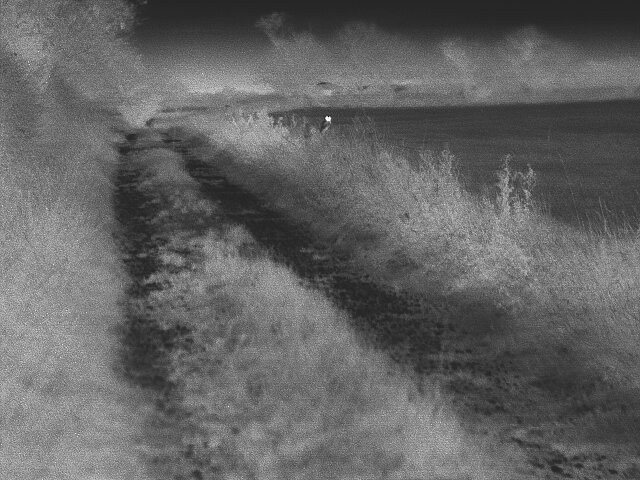 Western Barn Owl - ML645882445