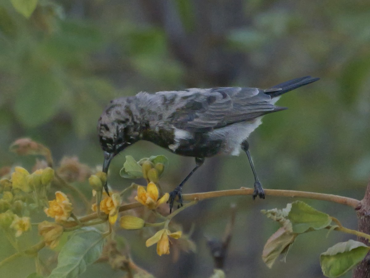 Suimanga Oscuro - ML645882468