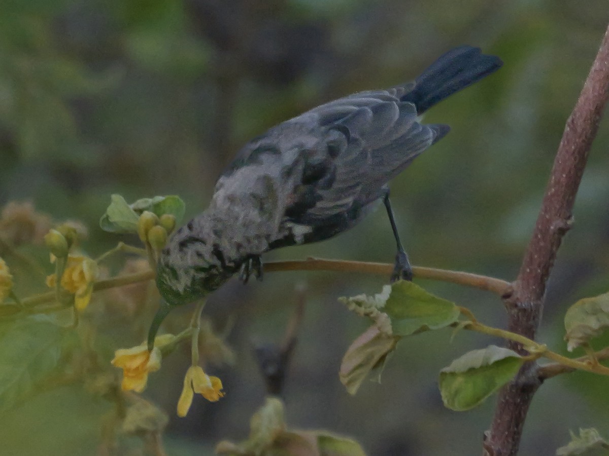 Suimanga Oscuro - ML645882469