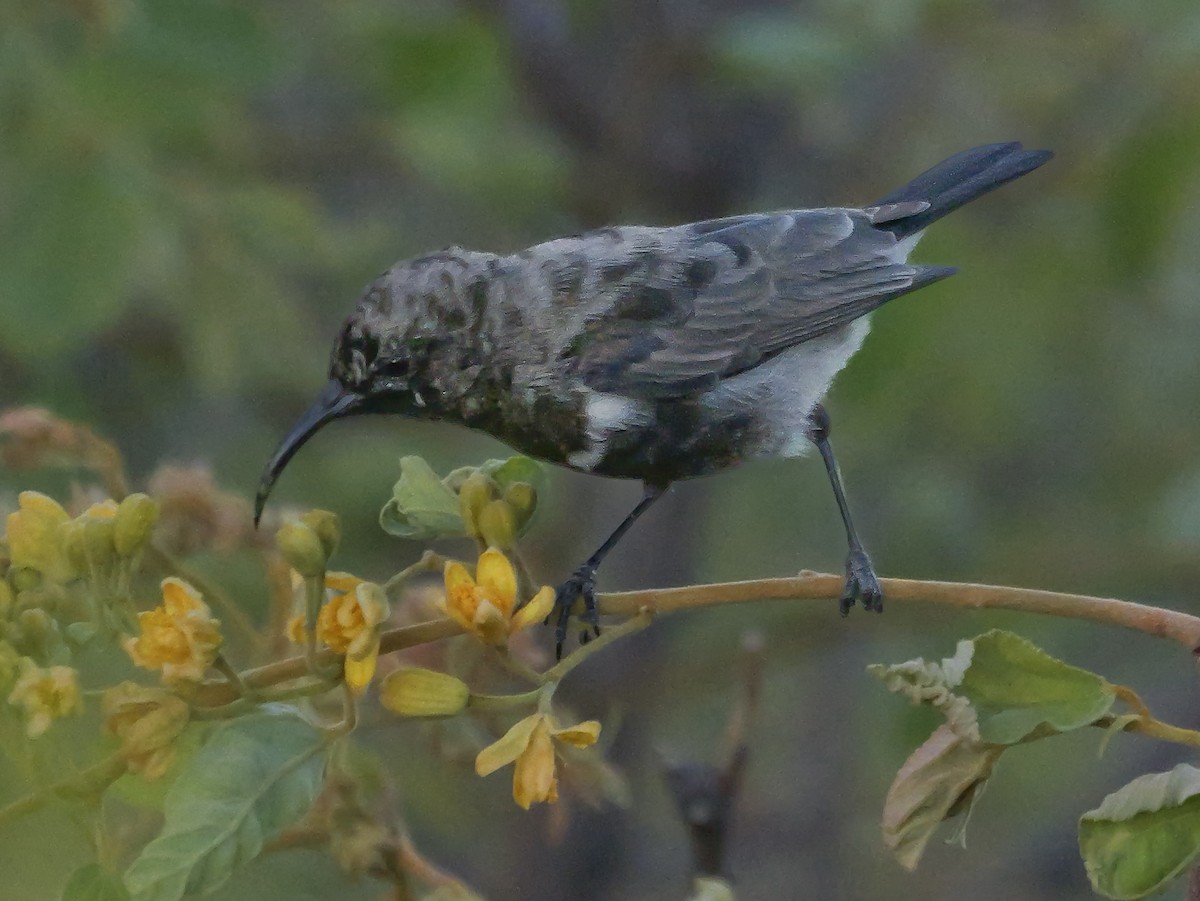 Suimanga Oscuro - ML645882470
