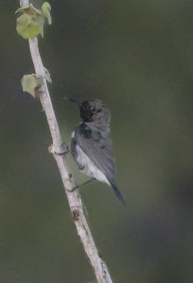 Suimanga Oscuro - ML645882471