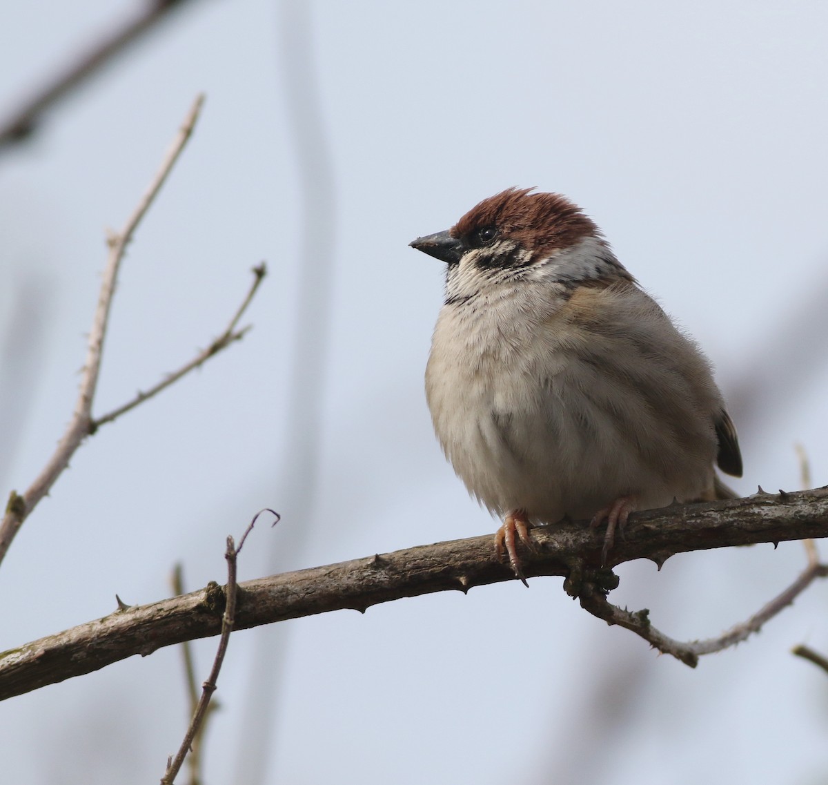 Gorrión Molinero - ML645882474
