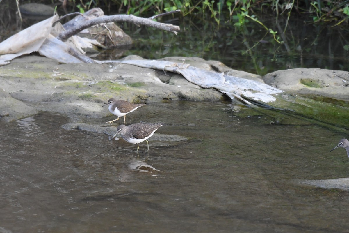 Andarríos Grande - ML645882475