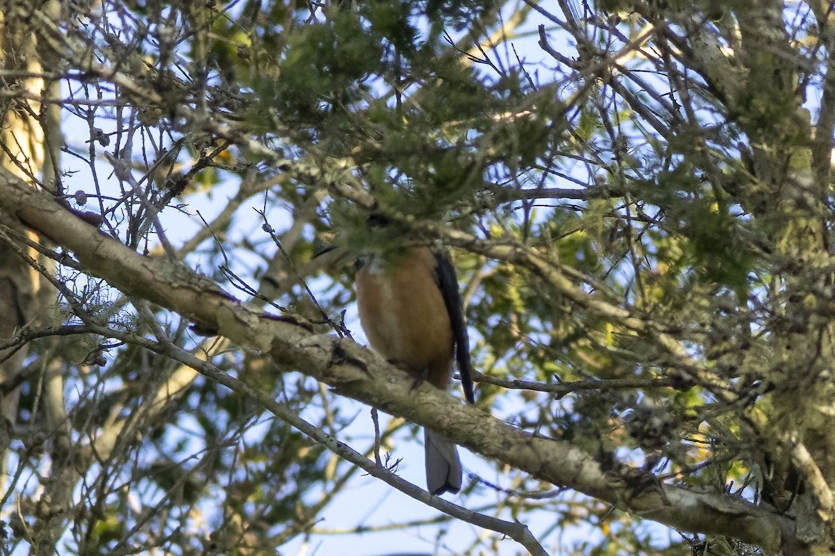 Picoespina Oriental - ML645882476