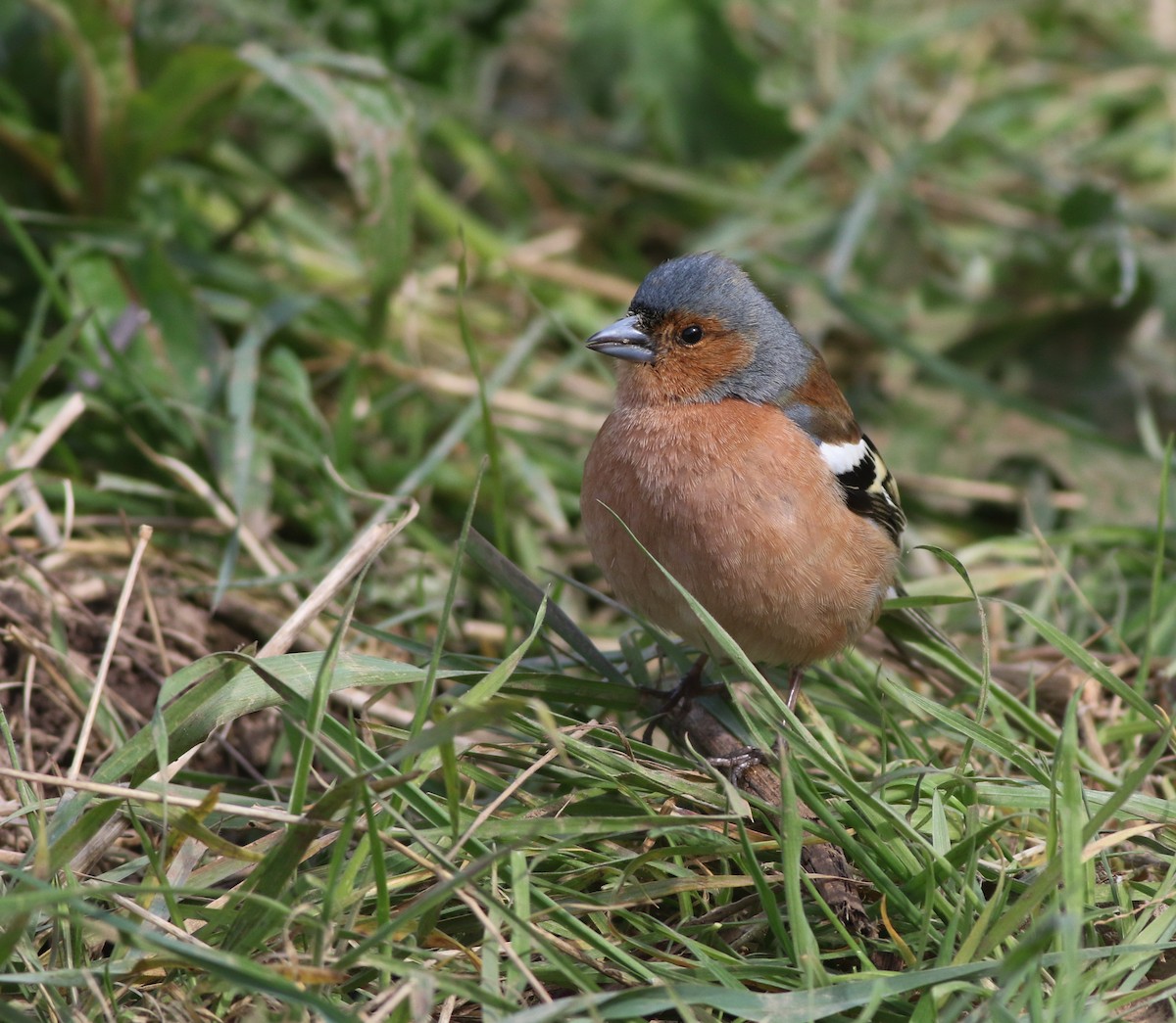 Pinzón Vulgar - ML645882477