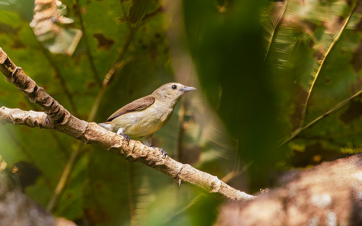 Picaflores Liso - ML645882478