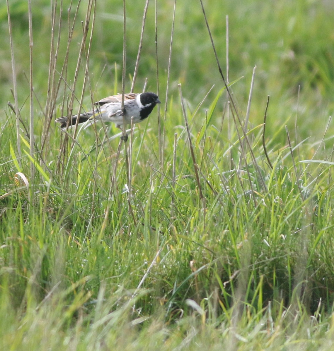 Escribano Palustre - ML645882479