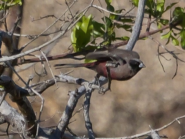 Estrilda Carinegra Sureña - ML645882480