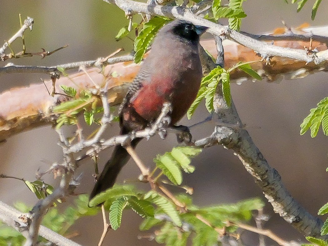 Estrilda Carinegra Sureña - ML645882481