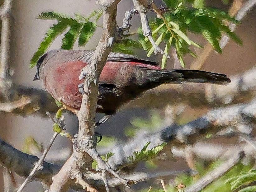 Estrilda Carinegra Sureña - ML645882482