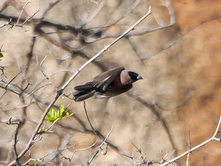 Estrilda Carinegra Sureña - ML645882483