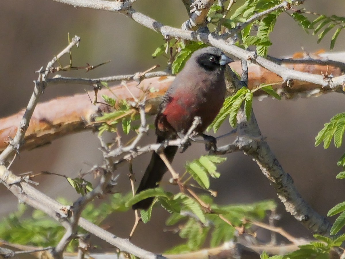 Estrilda Carinegra Sureña - ML645882484