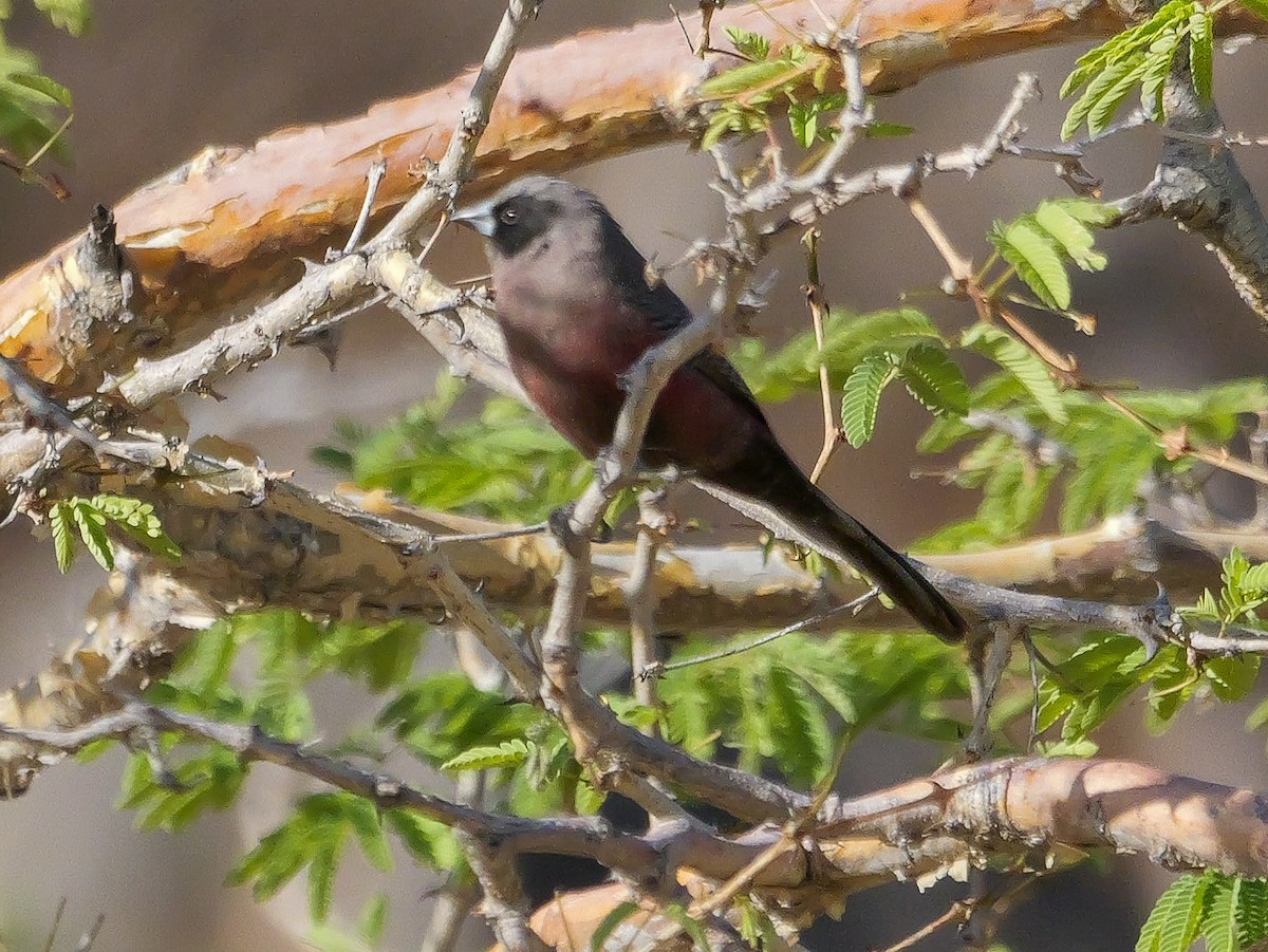 Estrilda Carinegra Sureña - ML645882485