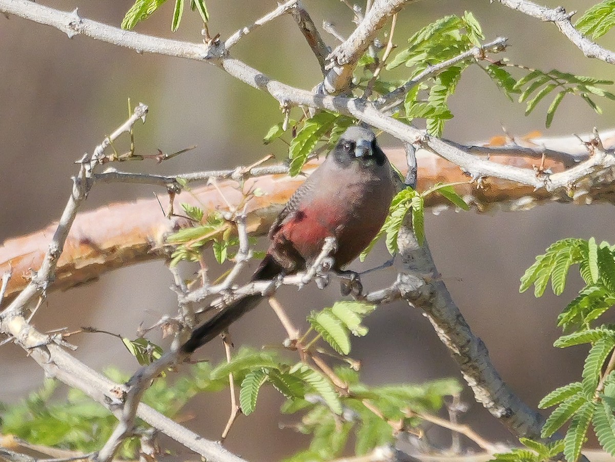 Estrilda Carinegra Sureña - ML645882486