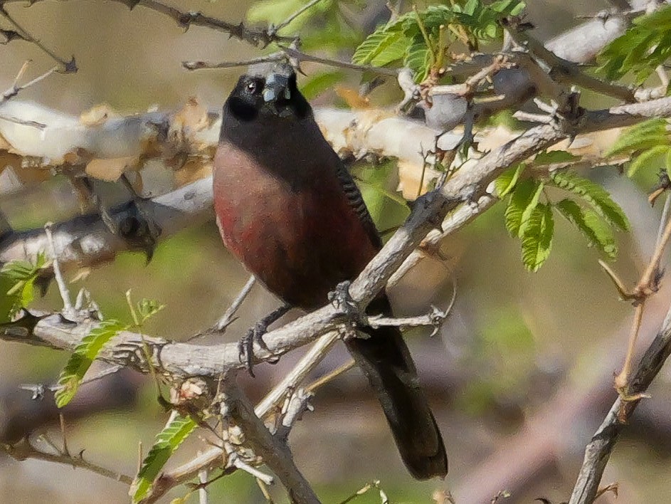 Estrilda Carinegra Sureña - ML645882487
