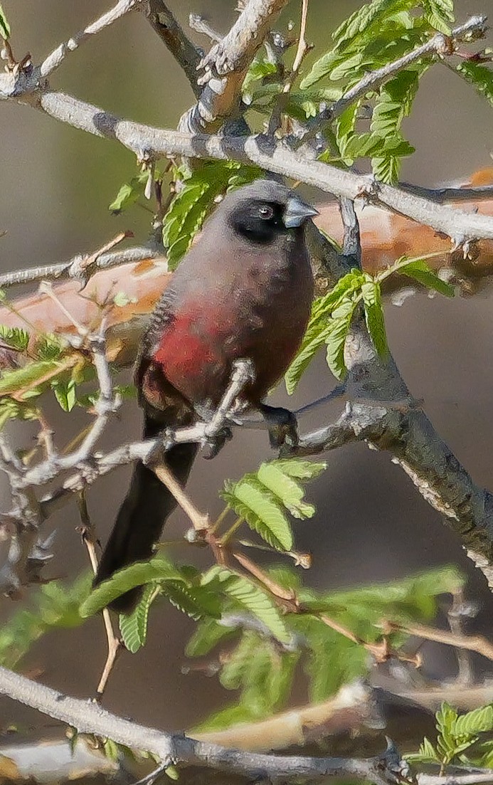 Estrilda Carinegra Sureña - ML645882488