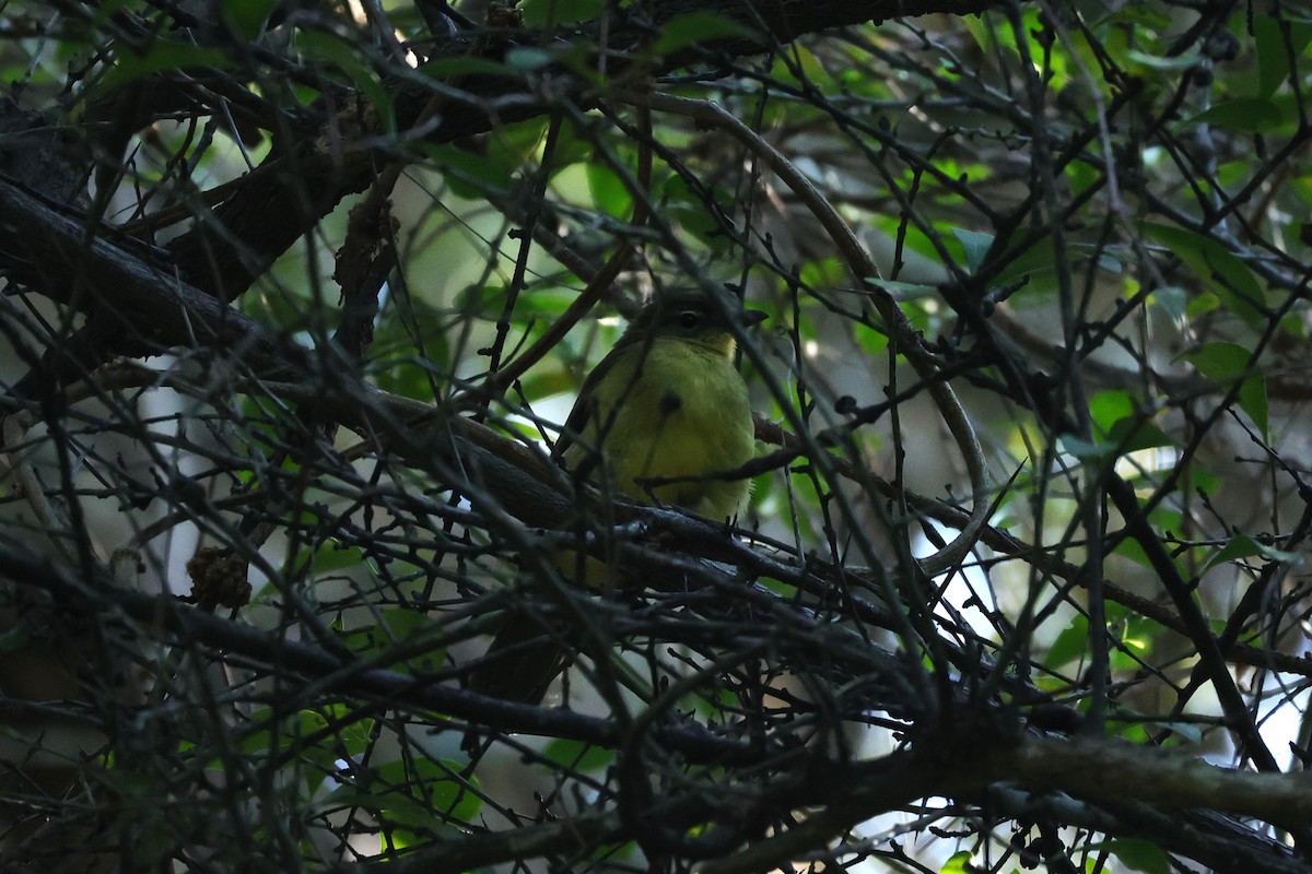 Bulbul Pechiamarillo - ML645882489