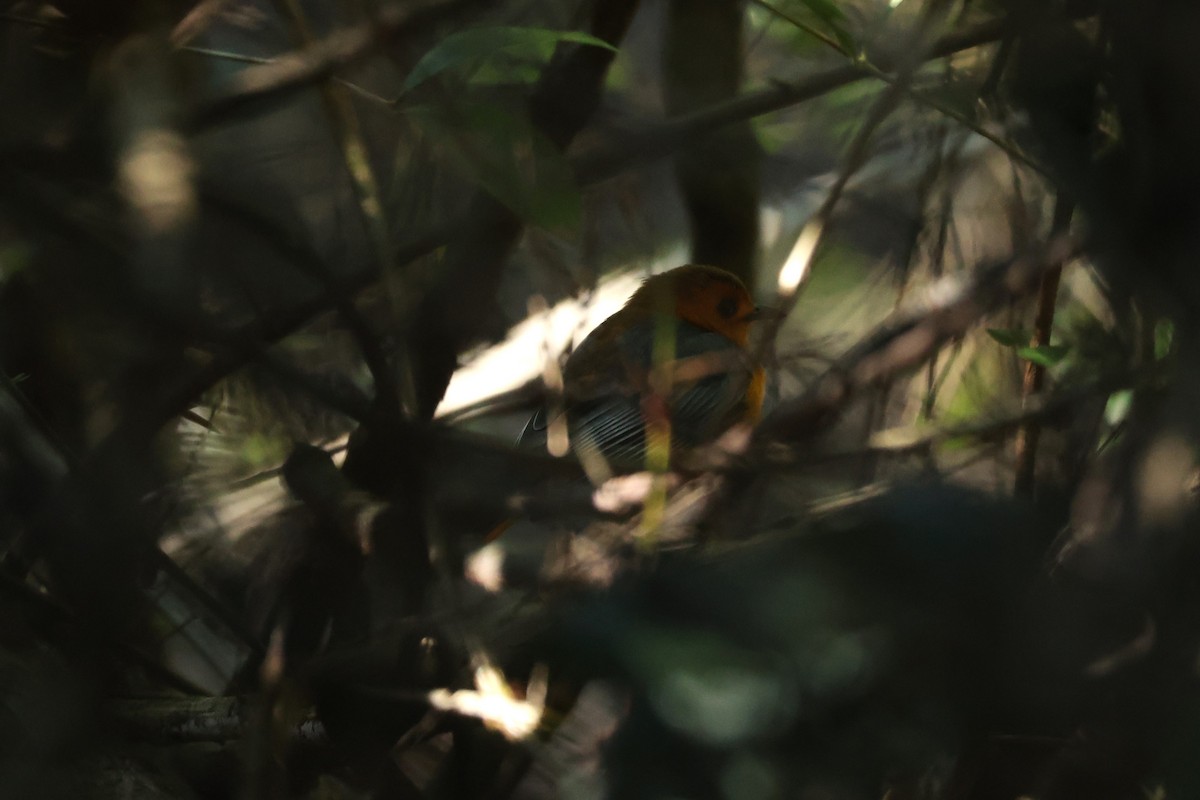 Cosifa de Natal - ML645882490