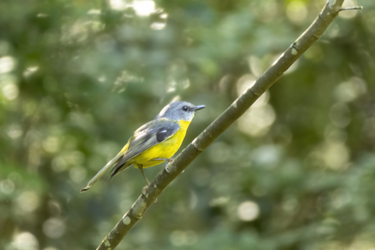 Petroica Amarilla - ML645882492