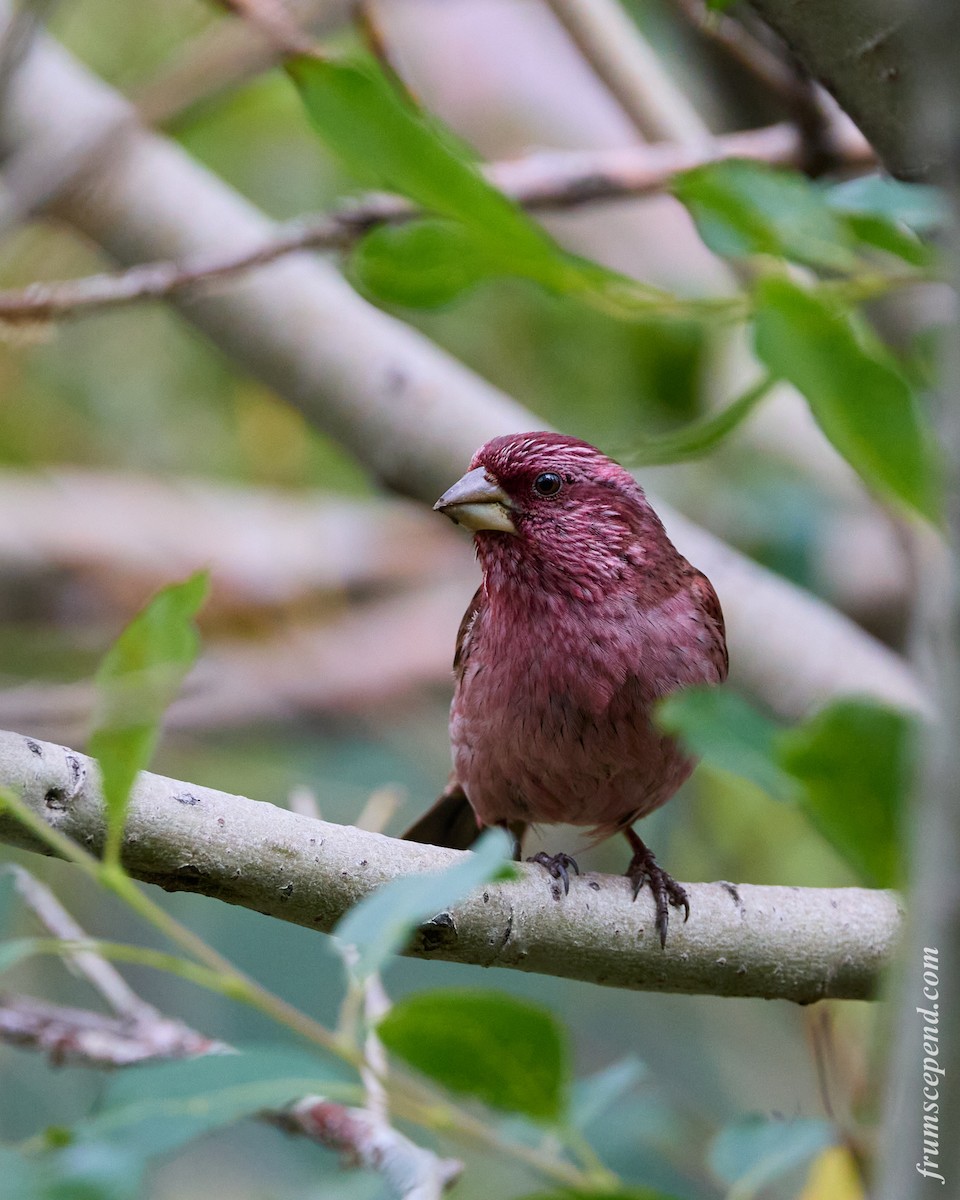 Camachuelo Dorsirrojo - ML645882493