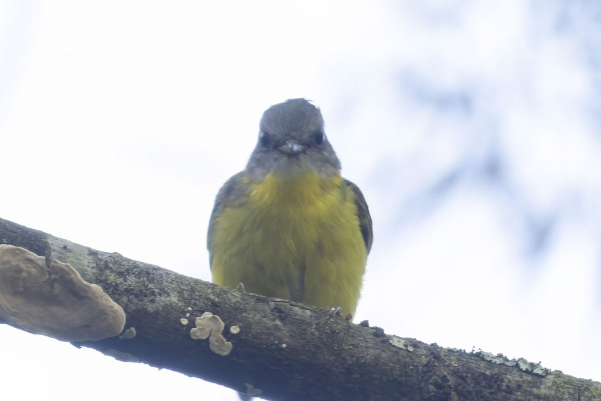 Petroica Amarilla - ML645882494