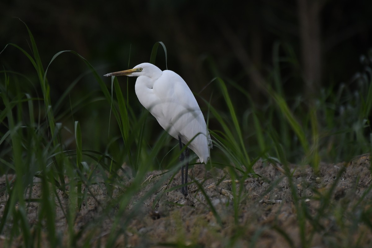 Garceta Grande - ML645882495