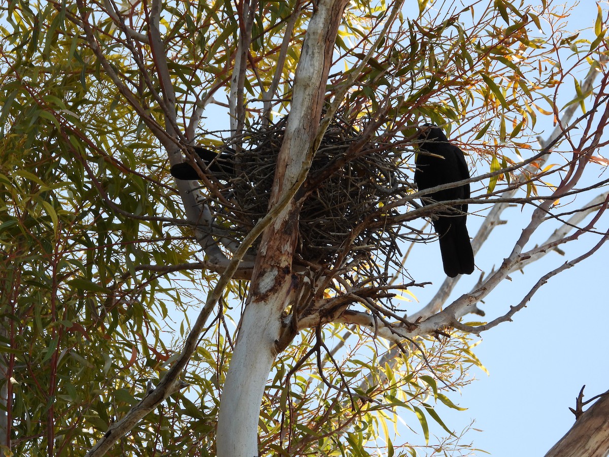 Cuervo de Bennett - ML645882497