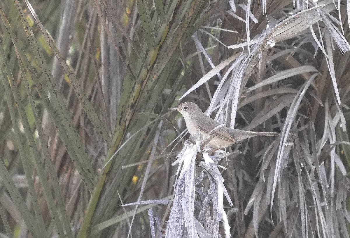 Curruca de Ménétries - ML645882499