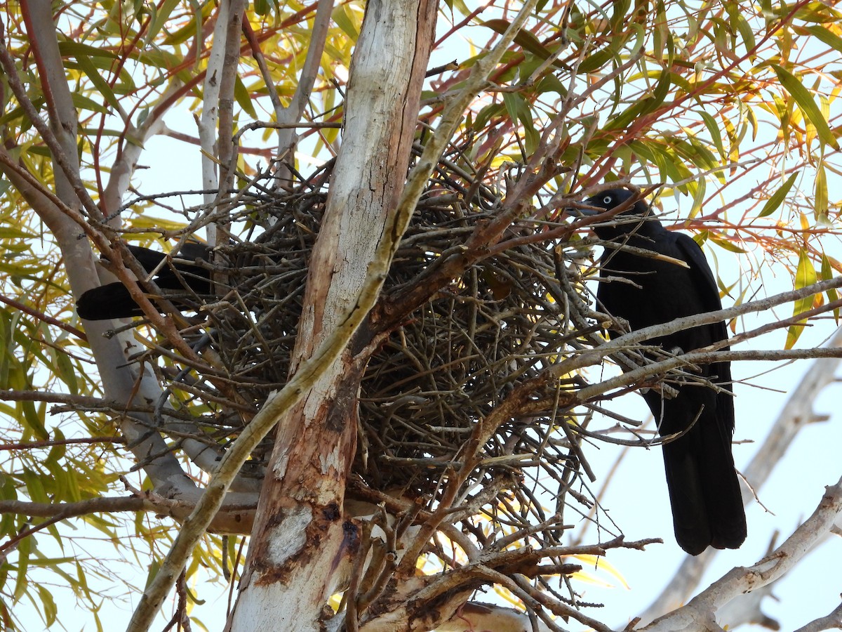 Ворона мала - ML645882508